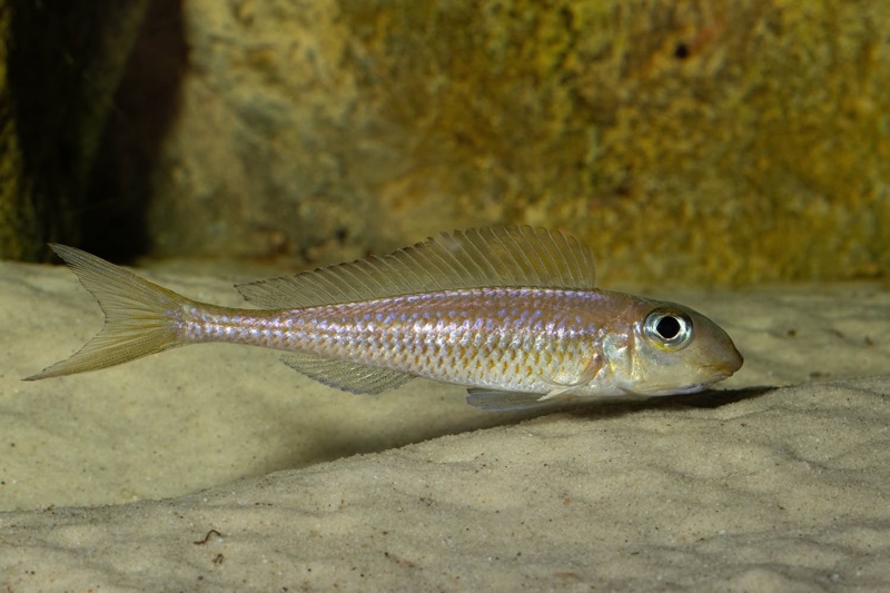 Asprotilapia leptura